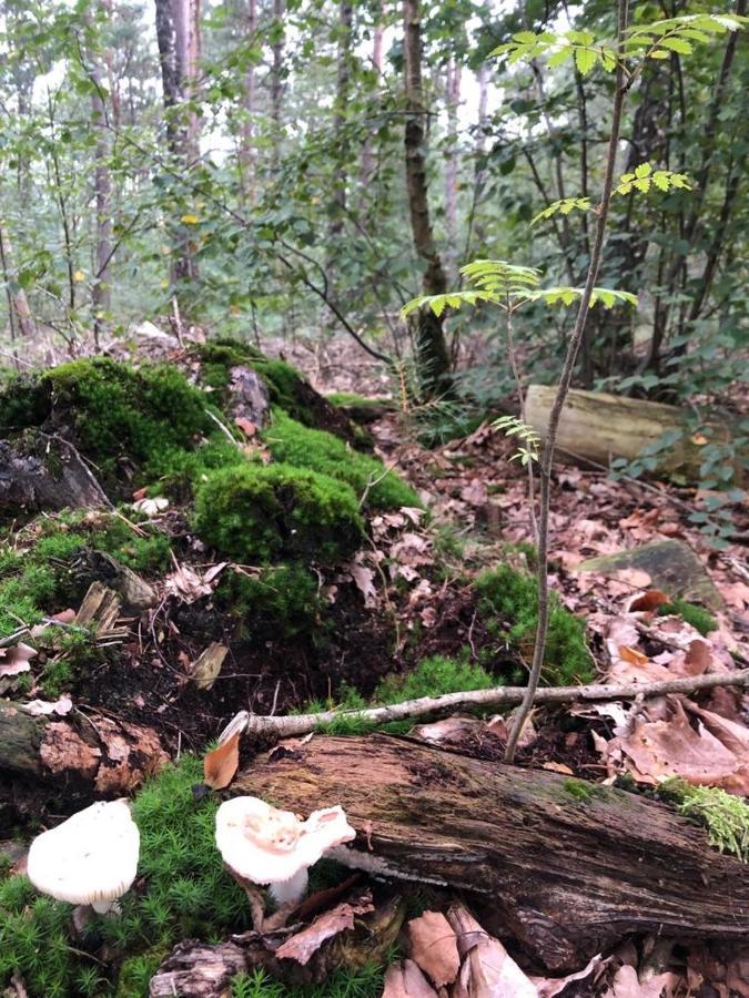 Hattemerbroek Vrijstaand Chalet In Bosparkヴィラ エクステリア 写真